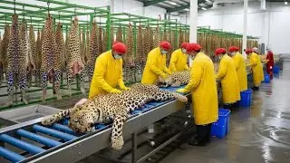 Inside the Leopard Leather Factory – (Full Process) How Luxury Products Are Made