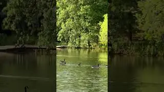 Swimming deer !