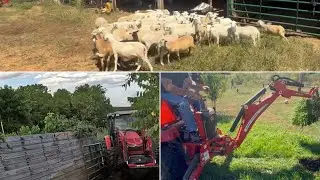 Cleaning Out The Pig Pen - Fixing Water Leaks - Sorting Weaned Ewe Lambs