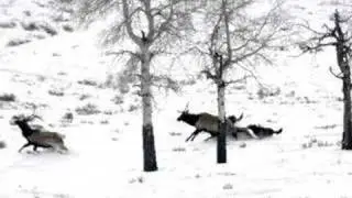 Wolves vs Elk Bull
