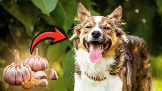 PORQUE AS PESSOAS DÃO VERMÍFUGOS PARA CÃES AO INVÉS DE USAR ALHO PARA SAÚDE DOS CACHORROS