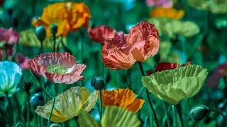 Most Beautiful Poppy Flowers| Poppy Flowers | 4K Video Pretty Flowers