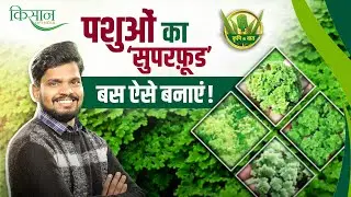 Milking Animals और Poultry Birds का Superfood Azolla | Benefits of Azolla
