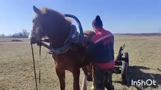 ЛОШАДИ/МОЛОДАЯ КОБЫЛКА ЗАБАВА ПЕРВЫЙ РАЗ В ТЕЛЕГЕ/horses/young filly first time in the cart