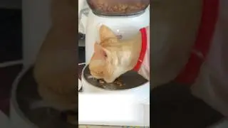 Immersive eat #cats #cute #youtubeshort #youtubeshorts #cat #funny #fun #pet #cutebaby #pets #ASMR