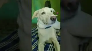 #mini #shortsvideo #of #sweety is #cute and best of luck👍