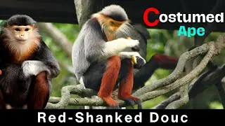 Red-Shanked Douc: A Colorful Primate of Remarkable Beauty and Rarity