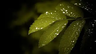 IPhone 11 Pro Max vs Motorola one zoom Camera Test