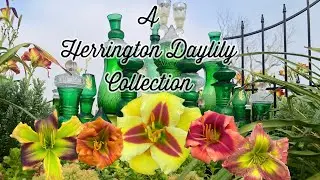 A Herrington Daylily Collection