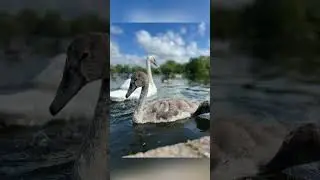 Cygnet to Sean Timelapse