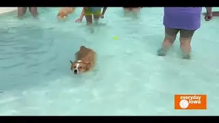 Everyday Iowa - K9Splash at Bever Swimming Pool