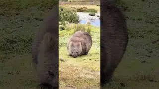 Tasmania's Tarkine & Cradle Mountain | Auswalk Walking Holidays