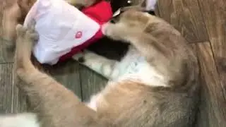 Caracals playing with Christmas hat. Каракал играются с шапкой санты
