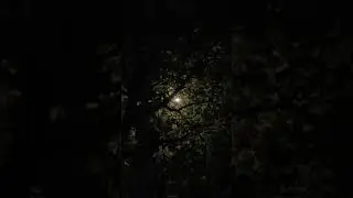 Moonlight filtering through the leafy canopy, casting a mystical glow. ✨ #nighttimemagic