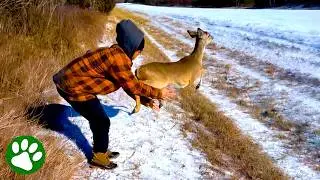 Deer Takes Triumphant Leap to Freedom 🥹