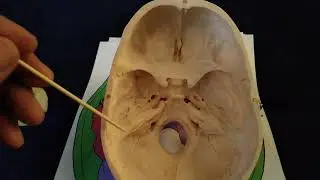 temporal bone anatomy and physiology for cranial therapists