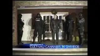 Cultivau cannabis &icirc;n ghivece (Columna TV)
