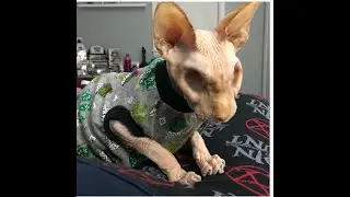 Meet JASPER The Hairless Cat With No Eyes Who Just Became Internet Sensation