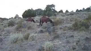 Small Band Grazing on the Virginia Range
