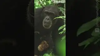 ***Chimp Adopts Kitten***