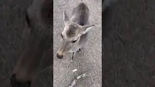 Bowing deer?? In my Japan?? It&rsquo;s more likely than you think&hellip;