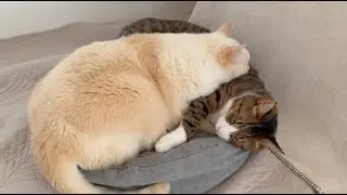 かわいいが溢れてるお昼時のむにふわ家😽