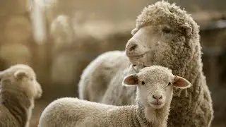 The future of British Wool | Bamford at the Harvest Festival