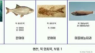 생선, 목 압치목, 부품 1 fish 괭이상어 문아이 꼬리치과 먹장어 밑보리멸과 Jammy 바르보우리시아 뿔돔목 멜람파이스과 동굴고기과 샛비늘치과 동수구리 남극발광샛비늘치속