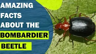Amazing Facts About the Bombardier Beetle #shorts