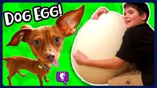 DOGGY Surprise Egg! HobbyFlappy NEW BOOTS in Dog Toy Haul with HobbyKidsTV