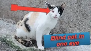 Blind cat in one eye #shorts #cat 