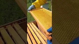 Honeybees Capping Off Honey #Shorts