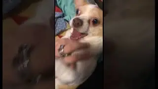 Hilarious doggo antics: watch this adorable dog's funny behavior!#funnydog #cutedog
