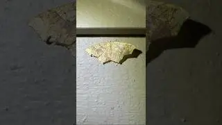 I know this moth is male!