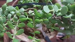 Mandir  topiyari #thread #wire #scissor # jade plant #utubeshorts #viralvideo #trendingshorts 
