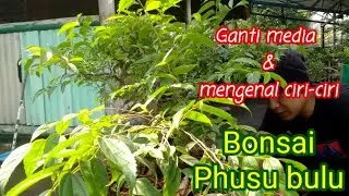 GANTI MEDIA + MENGENAL CIRI-CIRI BONSAI PHUSU BULU