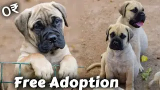 Bullmastiff free adoption | Top Quality BullMastiff Available (6 puppies)