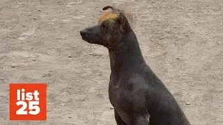 25 Most BIZARRE Dog Breeds