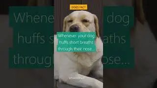 Dogs Fact #48: Whenever your dog huffs short breaths through their nose... #shorts
