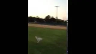 ARRF Dog Puddles Post Open Heart Surgery