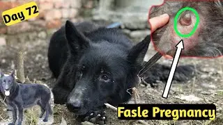 German Shepherd False Pregnancy |dog false pregnancy signs | gsd