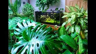 TANK MAINTAINCE -FISH ROOM TOUR