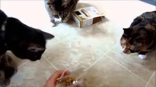 Review: Nature's Variety Instinct Raw Freeze-Dried Cat Treats