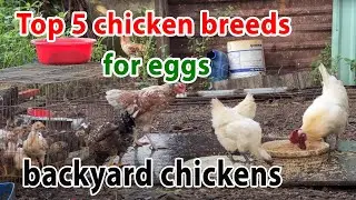 Popular Egg Laying Chicken Breeds: Best Backyard Chickens To Raise For Eggs 2025