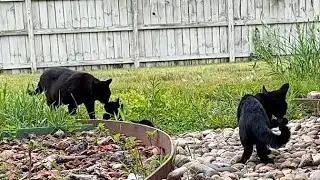 Mommy Cat Says Goodbye To Her Kittens As The Church Bells Ring One Last Time! 