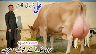 Jersey Cow | Friesian Cross Cows for sale in Punjab | Best Cows farming | Pk janwar Mandi