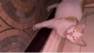 Pregnant Street Cat Calls Me Daily for Food | Heartwarming Bond! Day 1 Part 2
