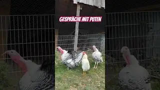 Gespr&auml;che mit Puten &ndash;  Puter sind gespr&auml;chige Gesellen