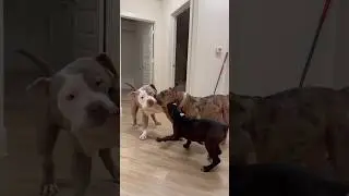 Hyena&rsquo;s has the strongest bite force in the world 🤯😫💔 #hyena #roxie #grizzly #nbf #pitbull #texas