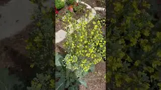 The bees are living this flowering broccoli. #gardening #bee #homestead